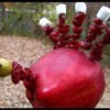 Cute Edible Apple Turkey