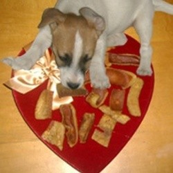 Puppy with pig ear chews.