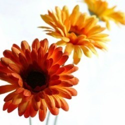 Silk flowers.