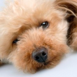 Pet Dog on Floor