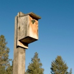 Homemade Birdhouse 