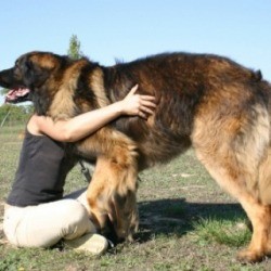 Photo of a Leonberger.