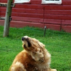 Remedy for Dog's Itchy Skin