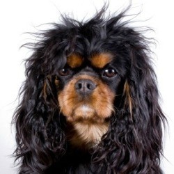 Cleaning Up Pet Hair