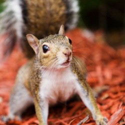 A squirrel on dyed wood mulch
