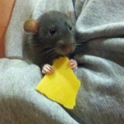 Dumbo Rat