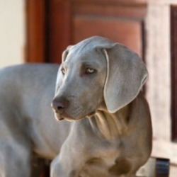 Weimaraner