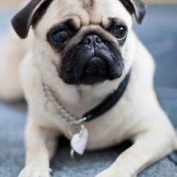 Previously house trained dog.