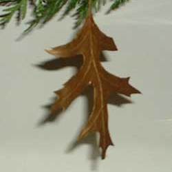 Closeup of individual painted leaf.