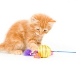Playing With Your Cat