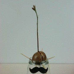 sprouting an avocado pit