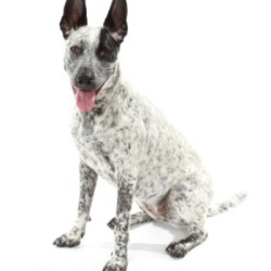 Australian Cattle Dog