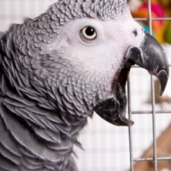 An African Grey screeching.