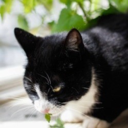 A cat eating catnip.