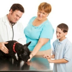 A photo of a dog getting medical care.