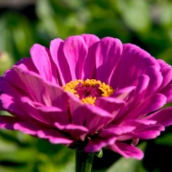 Growing Zinnia