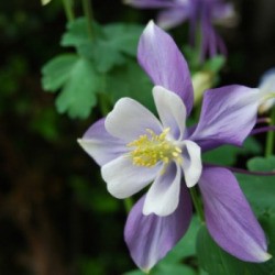 Growing Columbine