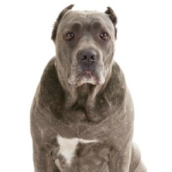 House Training an Abused Dog
