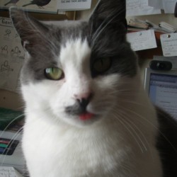 Cat with tongue out.