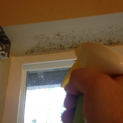 Mold on Walls