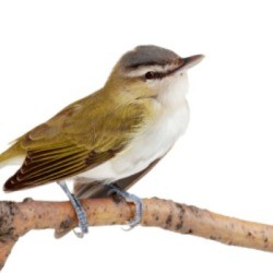 female gold finch