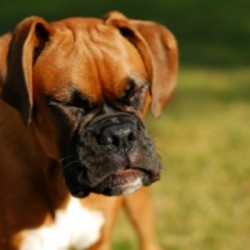 Dog With Allergies