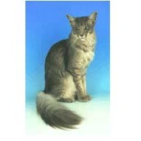 A Javanese cat on a blue background.