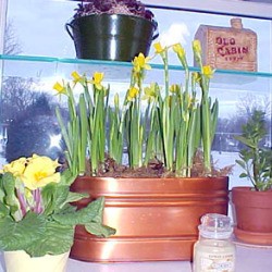A Garden Window