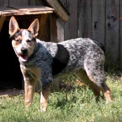 Australian Cattle Dog