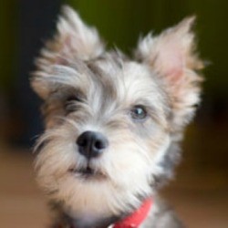 closeup of one with cropped ears