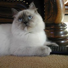 White and gray cat.
