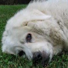 Kuvasz