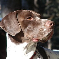 German Shorthair Pointer