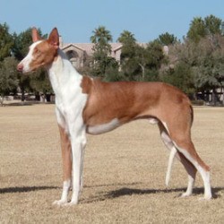 Ibizan Hound