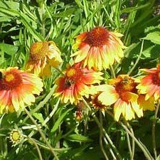 yellow and reddish orange flowers