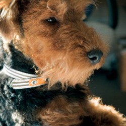 Welsh Terrier