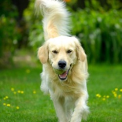 Dog in Backyard