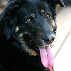 A cute dog with floppy ears.