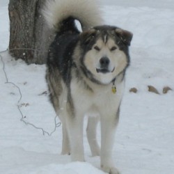 Husky in the snow