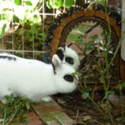 Reuse a Dog Enclosure for Rabbits
