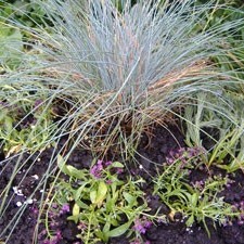 Set Plants Together Before You Buy 