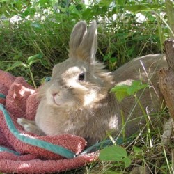 A lionhead rabbit sitting outside in the shade.