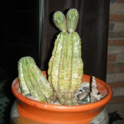 Yellowing Cactus 