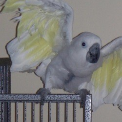 Bird flapping its wings.