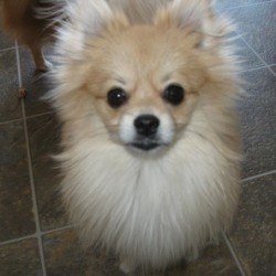 Closeup of a cream Pomeranian 