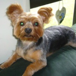 Baby Woody (Yorkshire Terrier)