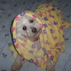 Bichon under blanket.