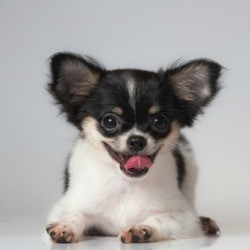 A small dog.