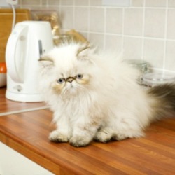 cat on a kitchen counter