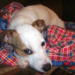 A Jack Russell Terrier lying on a colorful blanket.